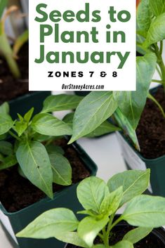 seed plants are growing in containers with text overlay that says seeds to plant in january zones 7 - 8