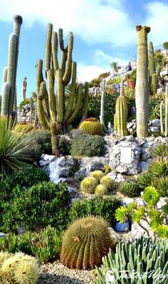 many different types of cactus and succulents in a garden with blue sky