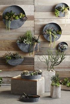 several pots with plants in them are hanging on the wall