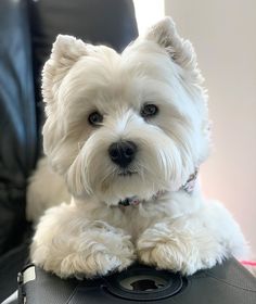 a small white dog sitting on top of a black chair