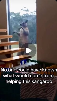 a cat standing on its hind legs in front of a window with the caption, no one could have known what would come from helping this kangaroo