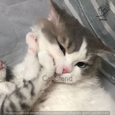 a grey and white cat laying on top of a bed next to a stuffed animal