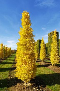 yellow trees in the middle of an open field