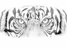 a black and white drawing of a tiger's face