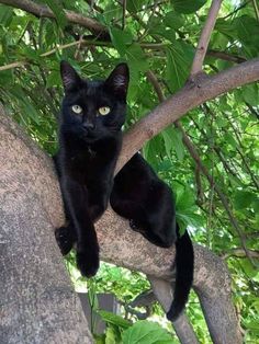 a black cat sitting on top of a tree branch