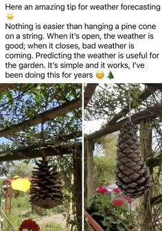 two pictures with pine cones hanging from the branches and flowers in pots on the ground