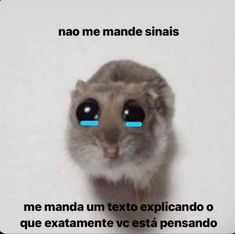 a small animal with blue eyes is shown in the middle of a caption that reads, nao me mande sinais