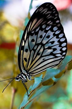 a black and white butterfly sitting on top of a plant