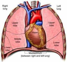 the heart and lungs are labeled in this diagram