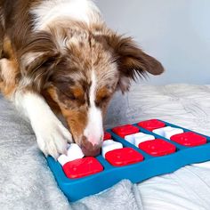 a brown and white dog chewing on an ice cube tray with red and white squares