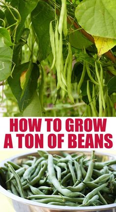 how to grow a ton of beans in the garden with pictures and text overlay