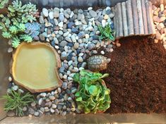 an arrangement of plants and rocks in a container on the ground, including succulents