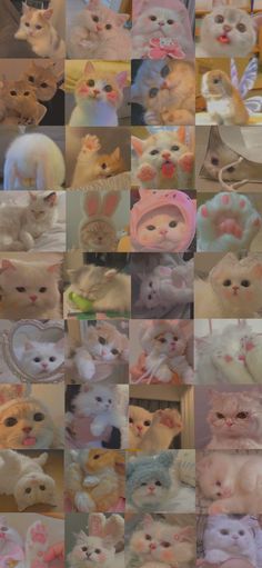 many different pictures of cats and kittens in various colors, sizes, and shapes