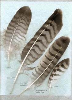 three feathers are shown on a sheet of paper