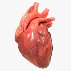 a model of the human heart on a white background with clippings for text