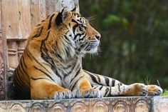 a tiger laying down on the ground next to a wall with trees in the background