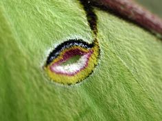 the eye of a green stuffed animal