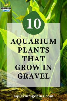 aquarium plants that grow in gravel with the words 10 aquarium plants that grow in gravel