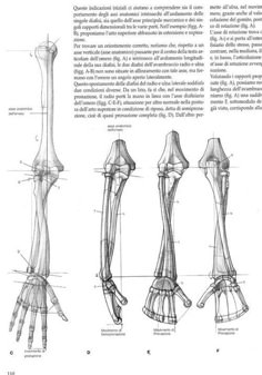 an image of the arm and wrist muscles