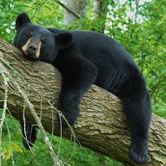 a black bear laying on top of a tree branch