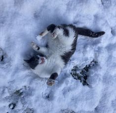 a black and white cat laying on its back in the snow with it's paws up