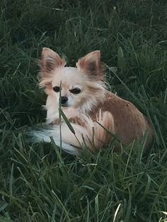 a small brown and white dog laying in the grass