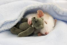 a baby rat cuddles with a stuffed animal in its mouth and the caption says, to emitezne jok