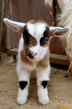 a brown and white baby goat standing next to a horse