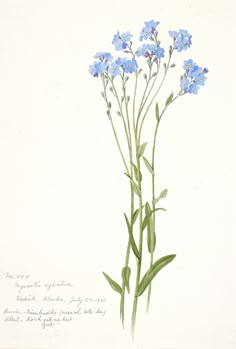 a drawing of some blue flowers on a white background