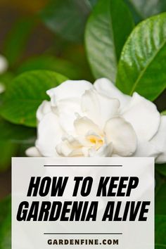 a white flower with the words how to keep gardenia alive on it's side