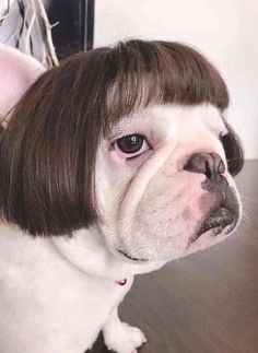 a dog with a wig on top of it's head sitting on a table