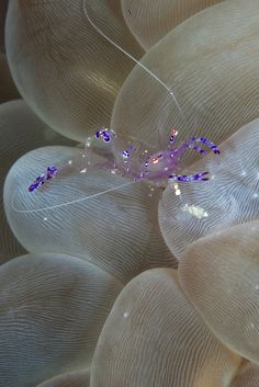 an image of some kind of animal that is on top of the seaweed in the water