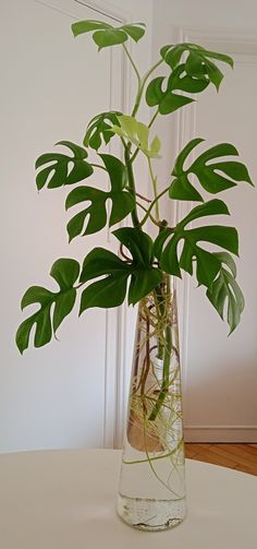 a plant in a glass vase on a table