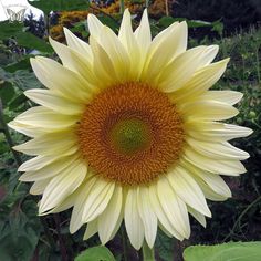 a large yellow sunflower with green leaves in the foreground and other plants in the background