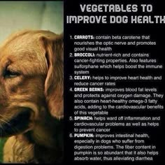 a brown dog with its head on top of a table next to a sign that says, vegetables to improve dog health