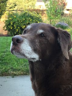 a brown and white dog looking up at the sky with grass in the back ground