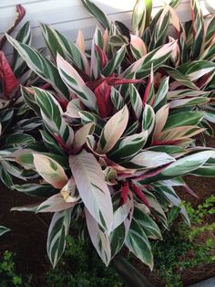 some very pretty colorful plants in a pot