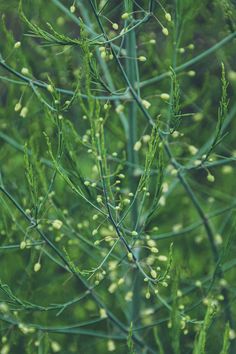 some very pretty green plants with tiny white flowers