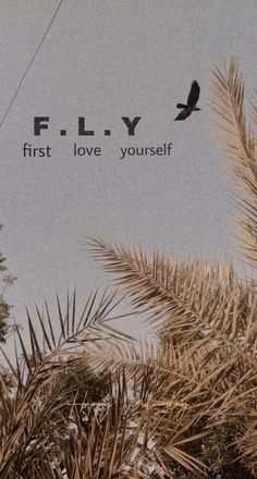 a bird flying through the air next to palm trees and words that read, fly first love yourself