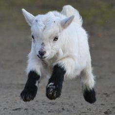 a baby goat is running in the dirt with it's front paws on its hind legs