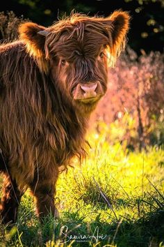 a brown cow standing on top of a lush green field