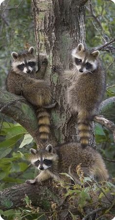 three raccoons climbing up the side of a tree