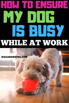 a dog with a red ball in its mouth and the words how to ensure my dog is busy while at work