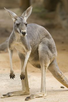 a close up of a kangaroo on a dirt ground with its foot in the air