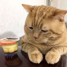 an orange cat sitting on top of a table next to a cup