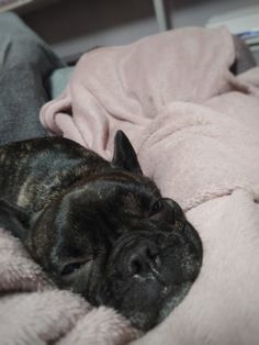 a small black dog laying on top of a pink blanket