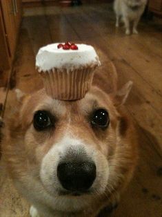 a dog with a cupcake on it's head looking up at the camera