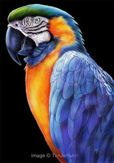 a drawing of a colorful parrot on a black background