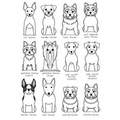 the different breeds of dogs are shown in black and white, with an outline of each dog