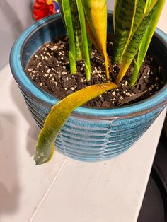 a blue potted plant with green leaves